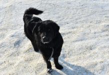 В Путятинском округе вакцинируют животных