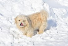 В Путятинском округе вакцинируют домашних животных