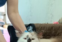 В Путятинском округе вакцинируют домашних животных