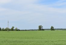 Аграрии Путятинского округа засеяли 1300 гектаров яровыми зерновыми культурами